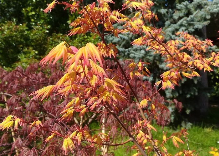 Le Jardin Des Erables 4* Сен-Марсель