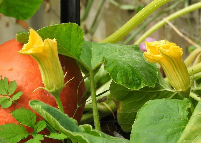 Le Jardin Des Erables 4* Сен-Марсель